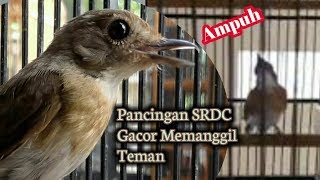 Pasti Nyaut!!Pancingan SRDC/Sikatan Rimba Dada Coklat Gacor Nyuling keras