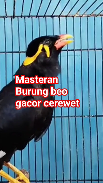 Suara Burung beo gacor cerewet #shorts