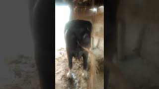 Nili Ravi Milk 14 Rate 750002 Lactation M 967 24 3 8 204 Like Share And Subscribe Kesrisinghpur