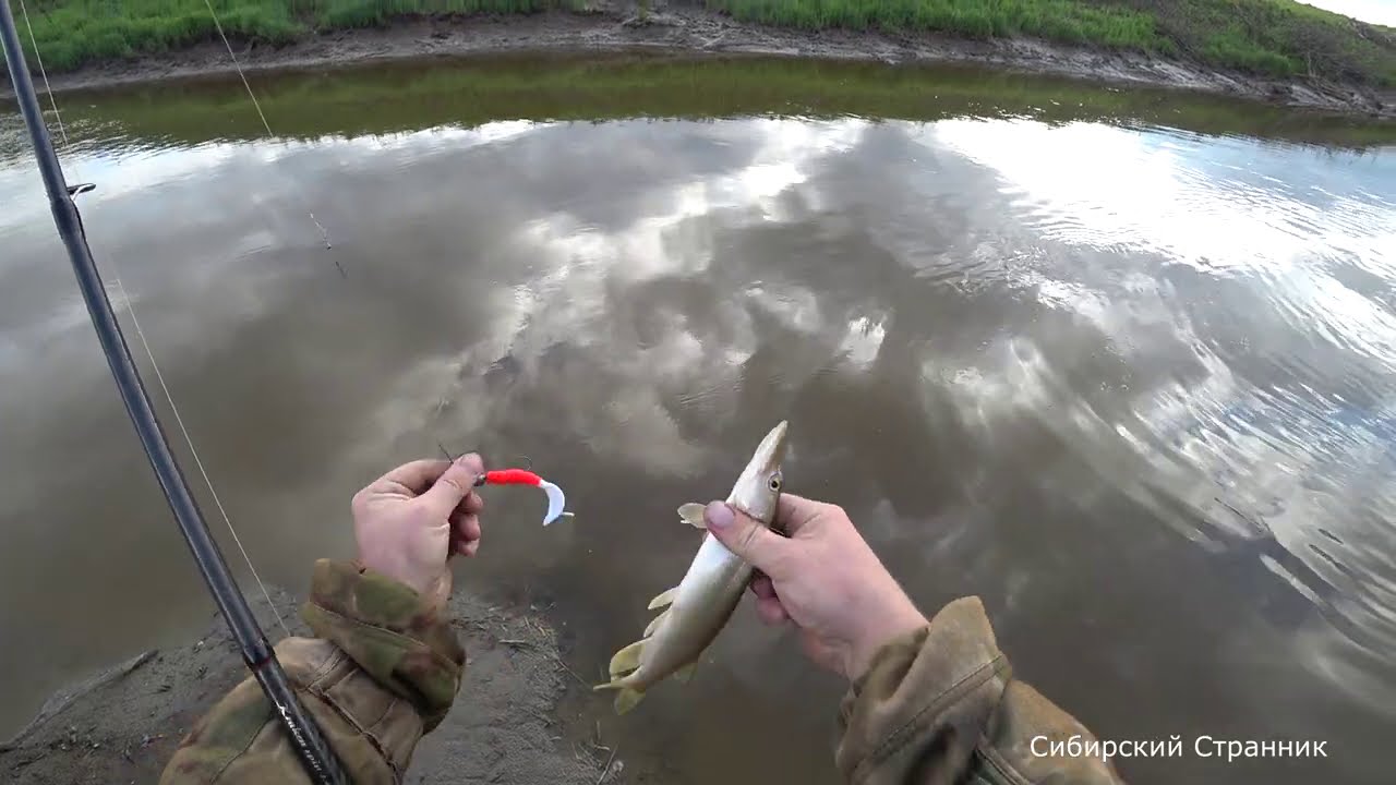 Вода ушла, а щука осталась. Сколько там еше рыбы.