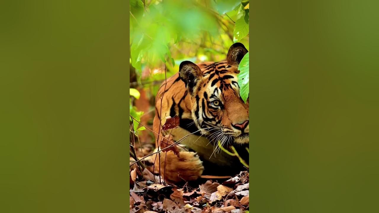 Indian zoo #viralshorts #shotsfeed #animals#modi#indiawildlife #
