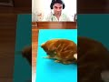 The Making of an Unreliable cat Mom 🤣🤣#funnyvideos #cat #kitten #fyp #pet #funnycat #catoftiktok