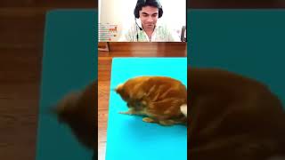 The Making of an Unreliable cat Mom 🤣🤣#funnyvideos #cat #kitten #fyp #pet #funnycat #catoftiktok