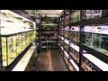 Massive African Cichlid Store & Hatchery - Something Fishy Tour 2018