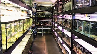 Massive African Cichlid Store & Hatchery  Something Fishy Tour 2018