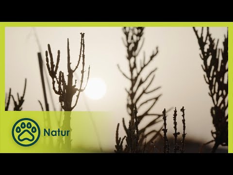 Andalusiens geheimer Schatz | Wasser ist Zukunft 5/5 | Go Wild (Deutsch)