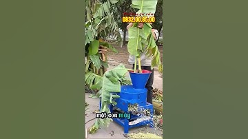 Dễ dàng băm 180 thân cây chuôi mỗi giờ giúp chăn nuôi hiệu quả | Máy Băm Chuối Đa Năng