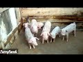 Lessons on pig 🐖 farming for beginners in Africa (My pig farming experience from diaspora)