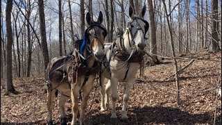 Kentucky mule logging