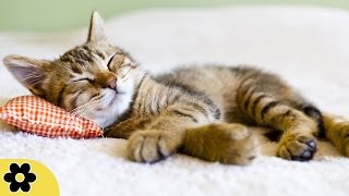 8 Heures Musique pour sommeil relaxante, Musique instrumentale, Méditation pour le sommeil, ✿2479C screenshot 3