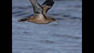 Kermadec Petrel Pterodroma Neglecta