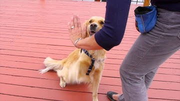 Clicker Training at its best!