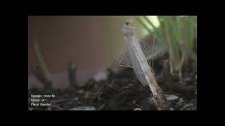 Birth of an cranefly.