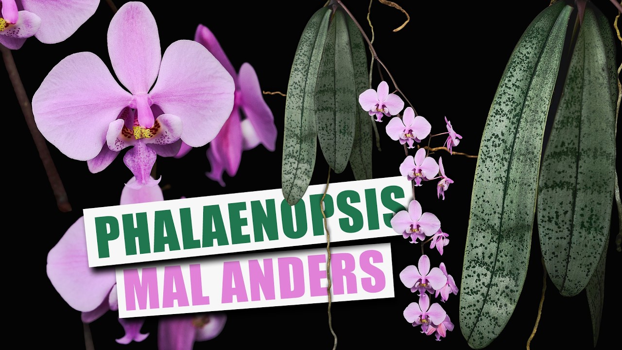 Phalaenopsis schilleriana - Naturform Phal für Anfänger | Pflanzen-Portrait