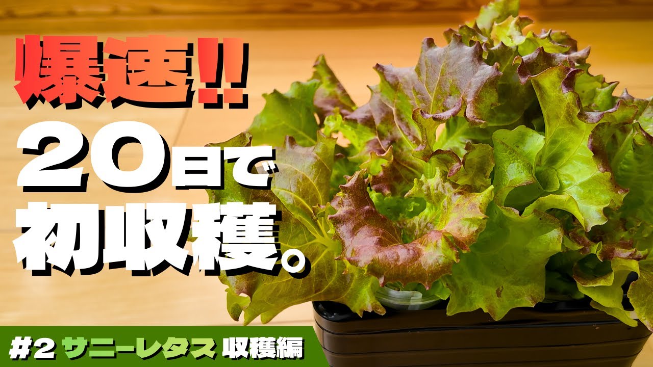 【大量】水耕サニーレタス、20日でここまで育つ！ついに初収穫。