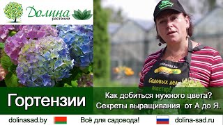 Гортензия Кандибель Фото Гортензия Кандибель Фото