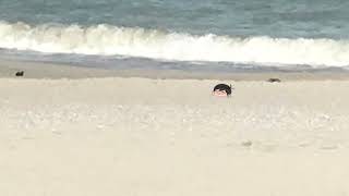 Sunny at the Beach