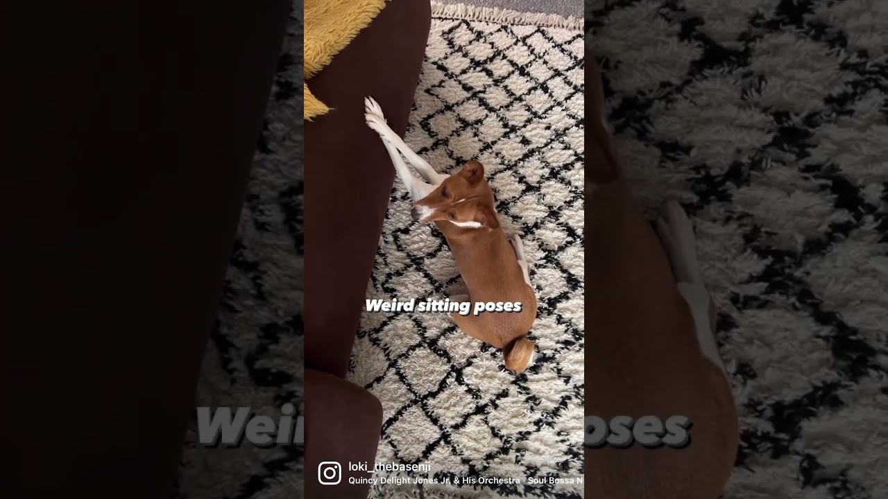 What to expect when owning a basenji. 