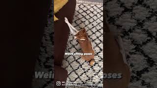What to expect when owning a basenji. #basenji #basenjidog #short #shorts