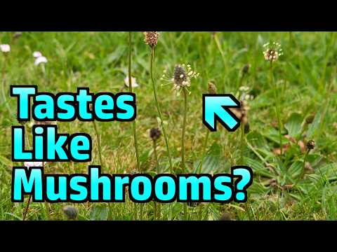 Do Ribwort Plantain Buds Really Taste Like Mushrooms? Foraging and Testing.