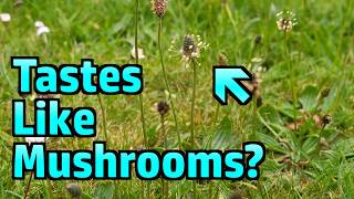 Do Ribwort Plantain Buds Really Taste Like Mushrooms? Foraging and Testing.