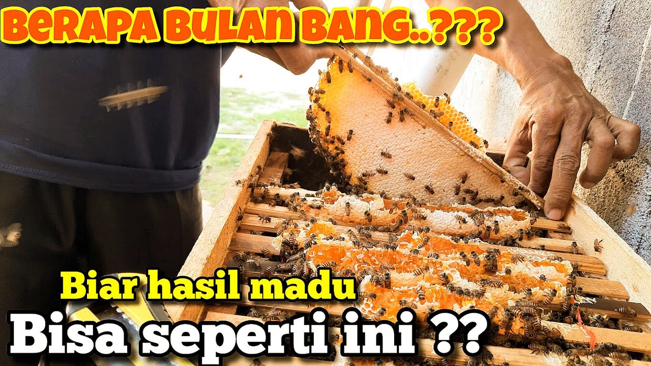 Lebahnya sampai keluaaarr‼️kotak budidaya dipenuhi madu‼️
