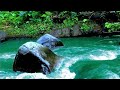 Relaxing River Sounds for Deep Sleep 🌊 Crystal Clear Water Ambience in Tropical Forest