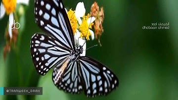 تتجافى جنوبهم عن المضاجع تلاوة حزينة ومؤثرة للشيخ خالد الجليل ليلة18رمضان1437