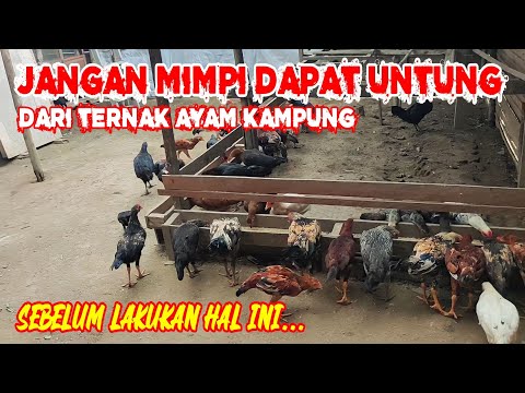 Video: Berapa banyak ruang yang harus dimiliki ayam kampung?