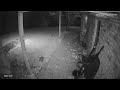 Mrs Possum collecting leaves