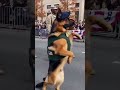 This German Shepherd's Parade Salute Will Melt Your Heart! 🐶🎖️ #k9unit #viralpets #militarydog