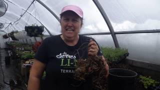 Comment planter les bulbes de cannas - capsule hebdomadaire 2017 - Marthe Laverdière