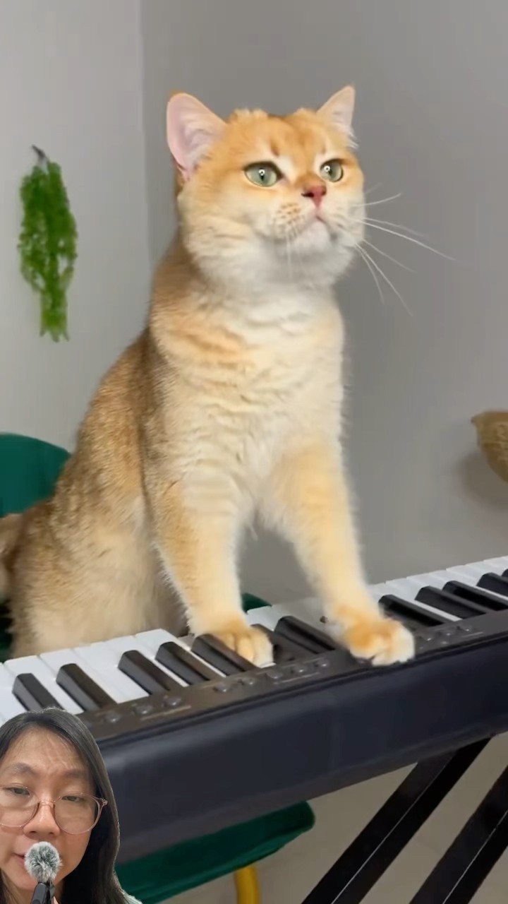EMPUS MAIN PIANO MAMA PUSING‼️