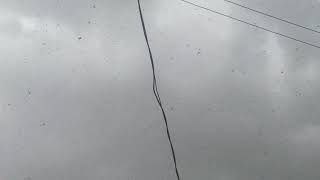 الجراد في صنعاء اليوم قبل المطر ٦/٨/٢٠١٩ Locust in Sanaa today before the rain 6/8/2019