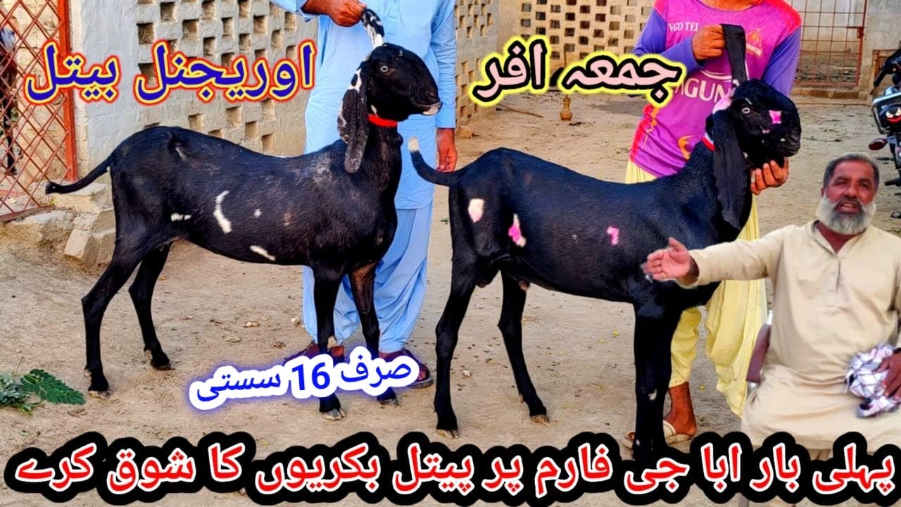 Date (10)(10/2025/ ابا جی کی فارم پے بیتل جانور اور ٹیڈی جانور قربانی ...
