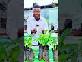 Pourquoi les gens disent si vous planter cette plante rentable, vous mourrez? #plante #rentable