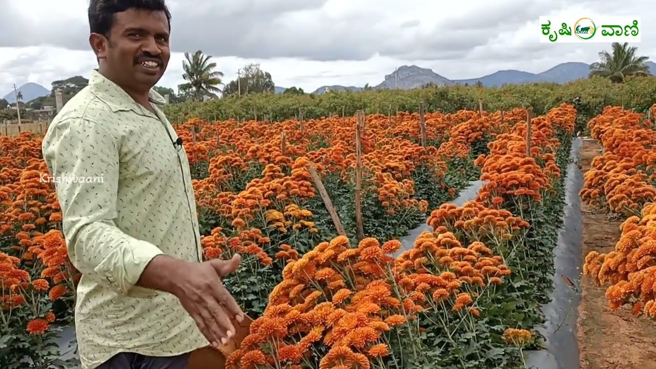 ಚಾಕಲೇಟ್ ಕಲರ್ ಸೇವಂತಿಗೆ ಬೆಳೆ ಒಳ್ಳೆ ಲಾಭ ಕೊಟ್ಟಿದೆ | Chocolate Colour Chrysanthemum Farming |