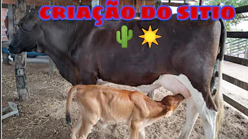 Como tratar de uma vaca de leite?