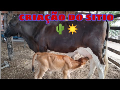 Vídeo: Como Criar Uma Vaca