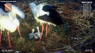 Wittislinger Storchennest - Klein Inga Bekommt Auch Was Ab