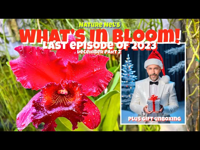 What’s In Bloom! Pt.2 Amazing new orchid flowers. Plus 2 great gift unboxings from my viewers.🎁 class=