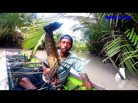 sensasi strike udang galah monster hitam ini membuat gugup dan panik mancing udang galah terbaru