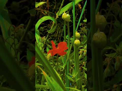 Cette vido ddie spcialement pour les amoureux des fleurs et le chant des oiseaux