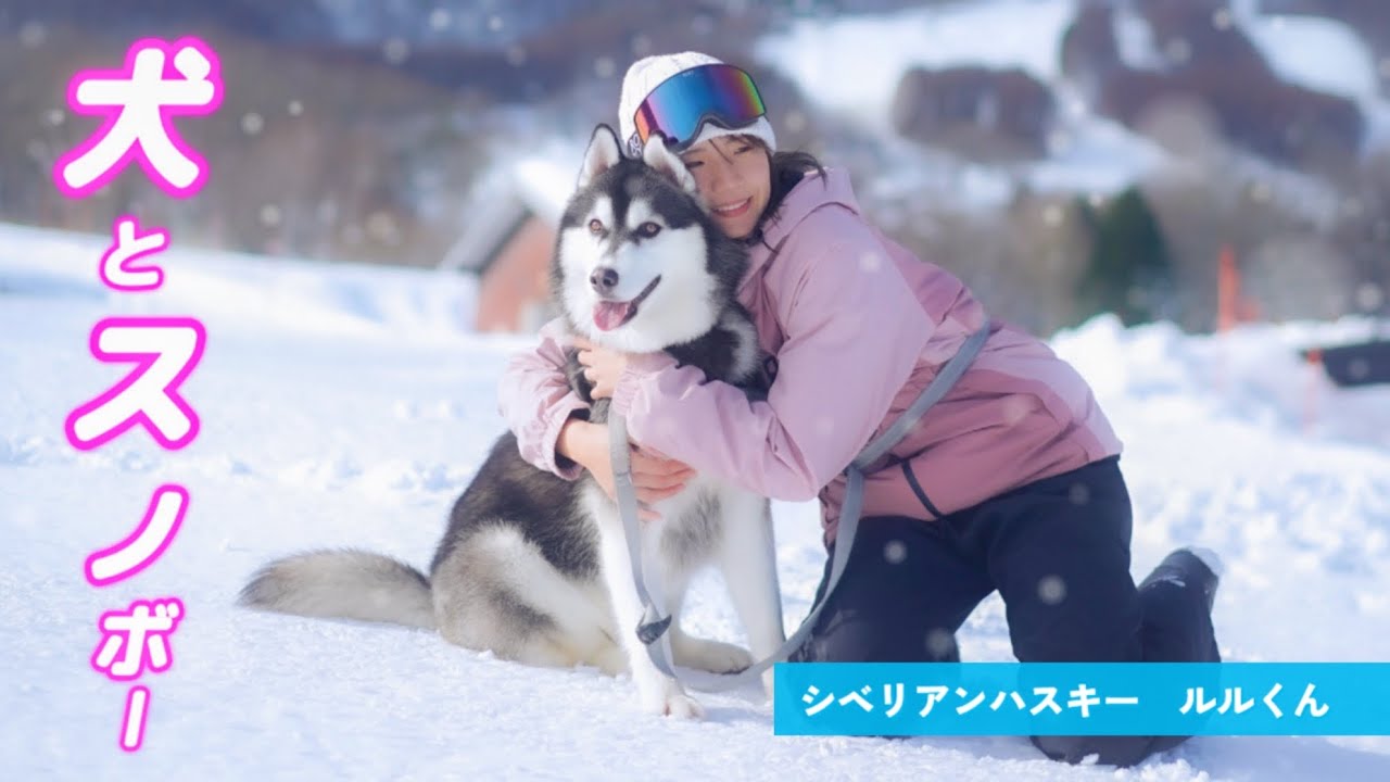「シベリアに帰りたいシベリアンハスキー」黒姫高原スノーパーク