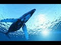 10 Hours Amazing Whale Sounds Underwater for relaxation and stress relief