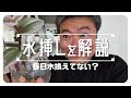 間違えてない!?️水挿しについてもう一度解説