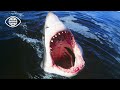 LE REQUIN BLANC GÉANT DES PROFONDEURS Documentaire Animalier GD LE REQUIN BLANC GÉANT DES PROFONDEURS Documentaire Animalier GD