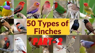 50 Types of finches| Finch bird varieties| 50 Types of finches with names| Part - 2