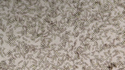 Bacteria Found to Produce Compounds Toxic to Humans