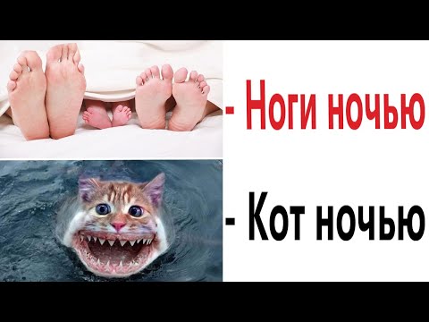 ПРИКОЛЫ! МОЙ КОТ НОЧЬЮ - МЕМЫ!!! Смешные видео – Доми шоу!